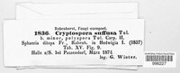 Cryptosporella suffusa image